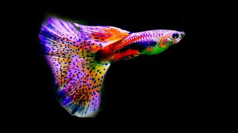 Những bệnh thường gặp ở cá bảy màu (Phần 1)