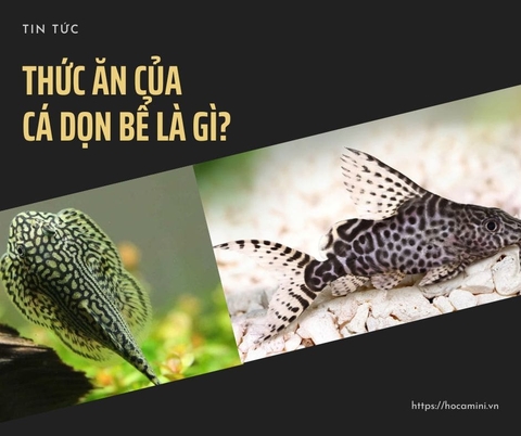 Thức ăn của cá dọn bể là gì?