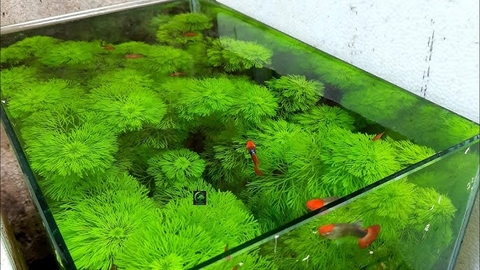 Hướ́ng dẫn cách làm hồ thủy sinh không cần CO2
