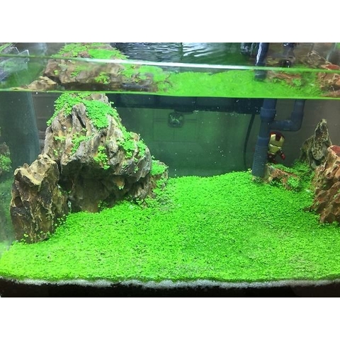 Hướng dẫn cách giảm nhiệt độ cho bể cá cảnh vào mùa hè