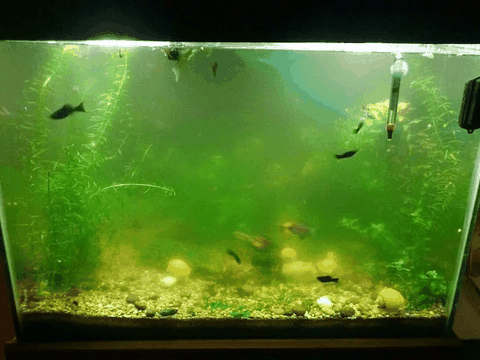 Giải đáp thắc mắc: Vì sao cá cảnh bị chết?