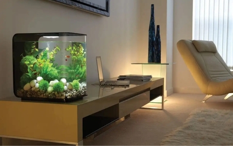 Bất ngờ với những lợi ích của bể cá thủy sinh mini để bàn làm việc