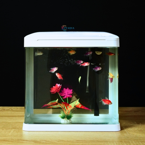 Bể Cá Kính Đúc 30cm tích hợp LỌC và ĐÈN , Dài 30cm Rộng 19.5cm Cao 32cm