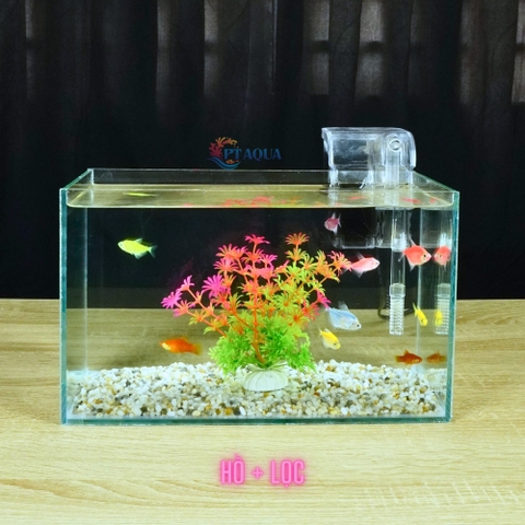 Bể cá mini để bàn DỄ THƯƠNG sành điệu trang trí đẹp mắt