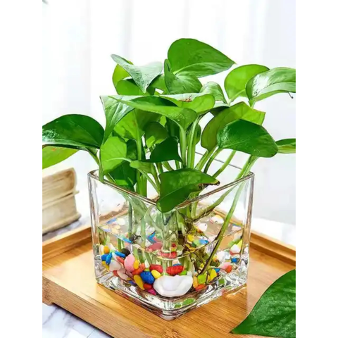 Chậu Thủy Tinh Trồng Cây, Lọ Thủy Tinh Vuông Trồng Cây Trong Suốt, Cắm Hoa Để Bàn, Decor Nội Thất Đa Năng