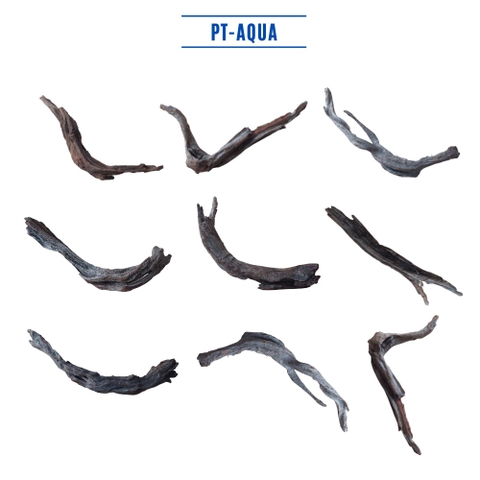 Lũa thủy sinh mini cho bể cá thủy sinh mini