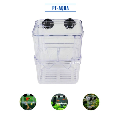 Lồng đẻ cho cá cảnh bằng mica