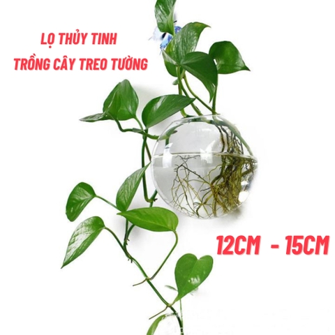Lọ thủy tinh treo tường trồng cây