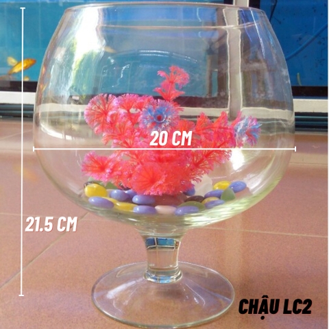 Chậu thủy tinh mini , chậu thủy tinh mini HÌNH LY , chậu thủy tinh LC2