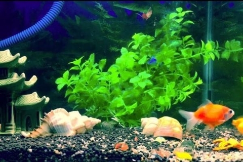 Tiểu Cảnh Trang Trí