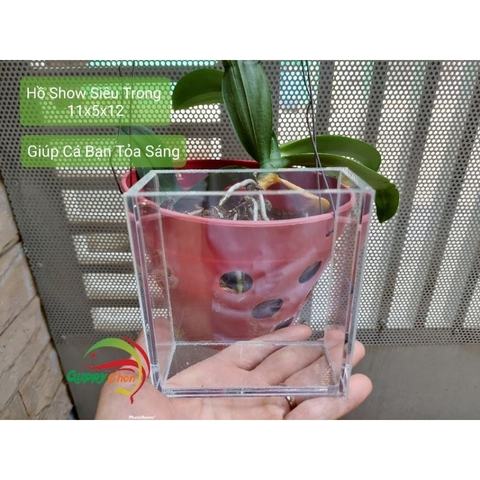 Hồ Show Cá - Kính Siêu Trong - Giúp Cá Bạn Tỏa Sáng ( GIAO HỎA TỐC HCM )