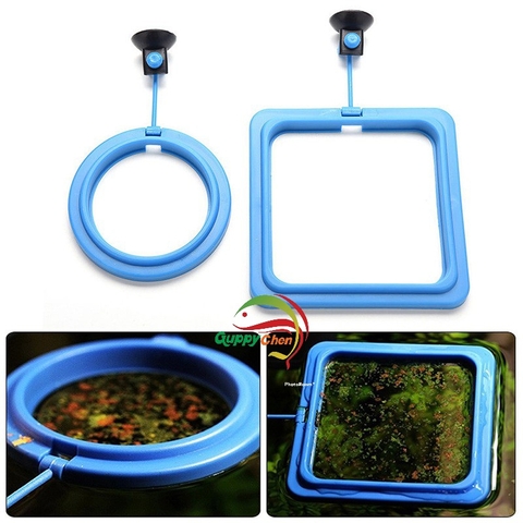 Vòng đựng cám hình tròn và vuông cho cá