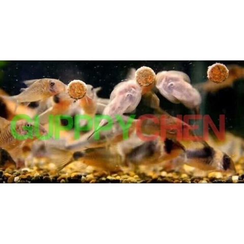 Cám Relive - Thức ăn cho mọi loại cá cảnh, thức ăn cá cao cấp