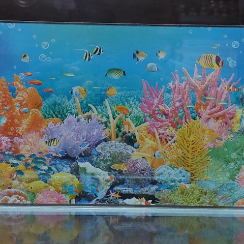 Hồ Kính Giá Rẻ 4li Có Dán Sẵn Phông Nền ( GIAO HỎA TỐC TPHCM)