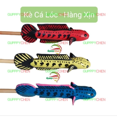 Cây Kè Cá Lóc Dùng Cho Hồ Cá Hàng Đẹp