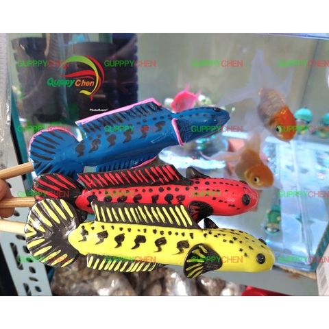 Cây Kè Cá Lóc Dùng Cho Hồ Cá Hàng Đẹp