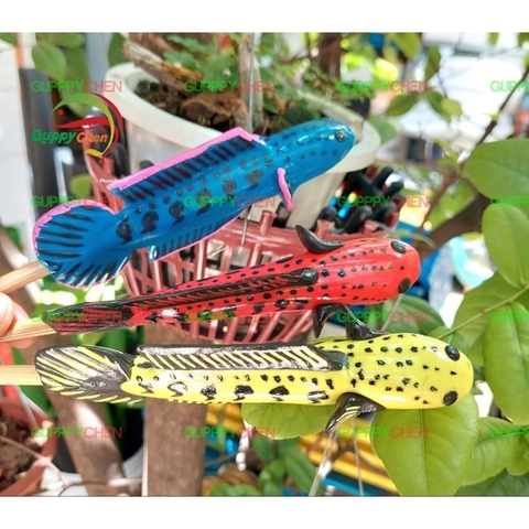 Cây Kè Cá Lóc Dùng Cho Hồ Cá Hàng Đẹp