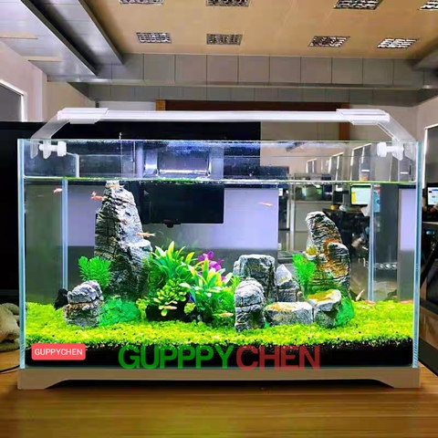 [HOẢ TỐC HCM] Hồ Kính Siêu Trong, Bể Kính Siêu Trong Hồ Thủy Sinh, Hồ Nuôi Tép