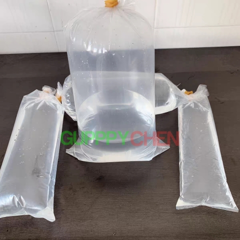 Bịch nilong để đóng và ship cá
