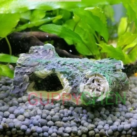 Mô Hình Gốc Cây Nhỏ Mini Trang Trí Tiểu Cảnh Bể Cá Thủy Sinh - Thích Hợp Cho Tép và Cá