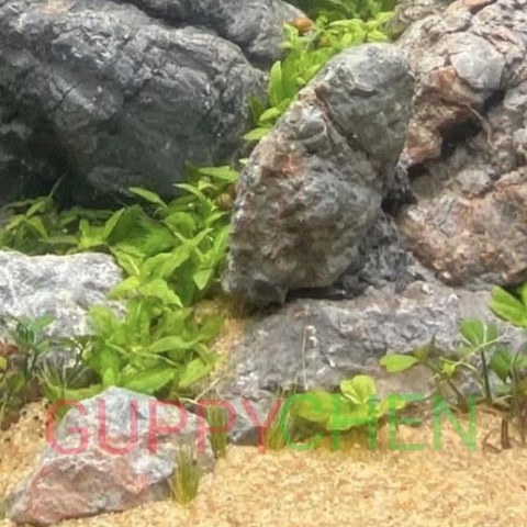 Cát Màu - Cát Thạch Anh Vàng Trang Trí Bể Cá Tiểu Cảnh