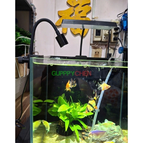 Đèn Rọi Kaokui KK-F05 3W 3 Chế Độ Màu Có Chỉnh Tiêu Cự - Đèn Rọi Mini Đa Năng Dùng Cho Hồ Thủy Sinh