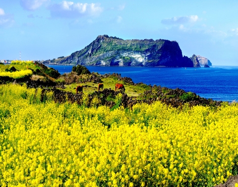 Kinh nghiệm du lịch đảo Jeju, Hàn Quốc