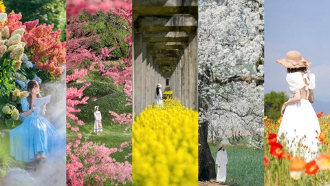 Những biển hoa mùa xuân đẹp nhất Đại Lý, Vân Nam, Trung Quốc