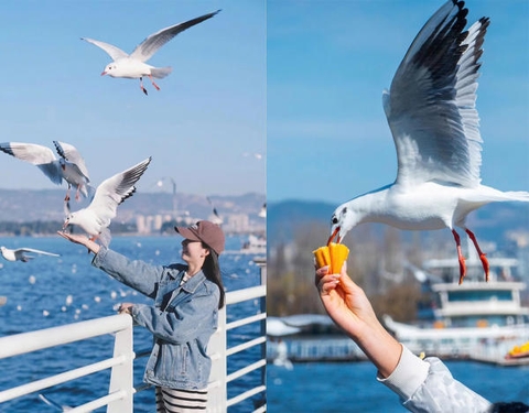 Hướng dẫn cho chim hải âu hồ Điền Trì ở Côn Minh ăn đúng cách