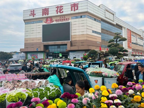 Khám phá chợ hoa Đấu Nam – thiên đường hoa lớn nhất Châu Á