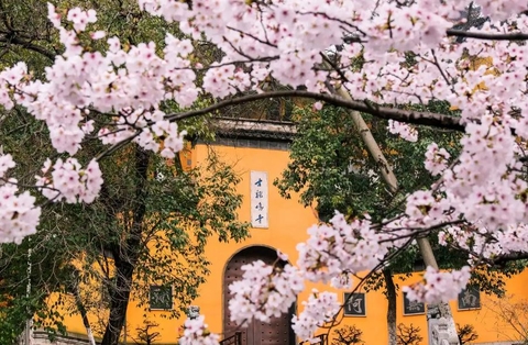 Chùa Kê Minh – Điểm cầu nguyện linh thiêng và ngắm hoa anh đào đẹp nhất Nam Kinh