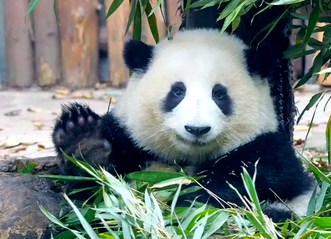 Công viên gấu trúc Thành Đô ở đâu? Kinh nghiệm tham quan từ A – Z