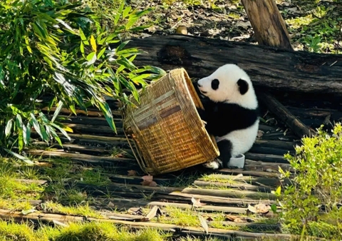 6 địa điểm ngắm gấu trúc Thành Đô du khách nhất định phải biết