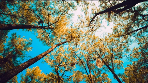 6 Điểm đến "hot nhất" xứ Huế trong phim "Mắt Biếc"