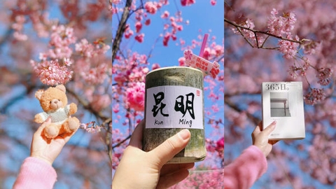 Những địa điểm ngắm hoa anh đào đẹp tại Côn Minh