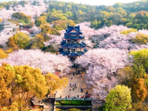 Các địa điểm ngắm hoa anh đào mùa xuân nổi tiếng Châu Á