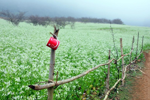 Mùa hoa cải Mộc Châu