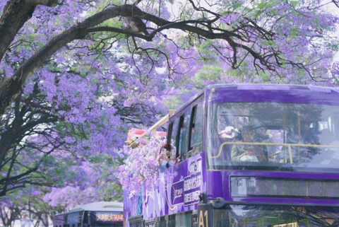 Kinh nghiệm ngắm hoa phượng tím Côn Minh