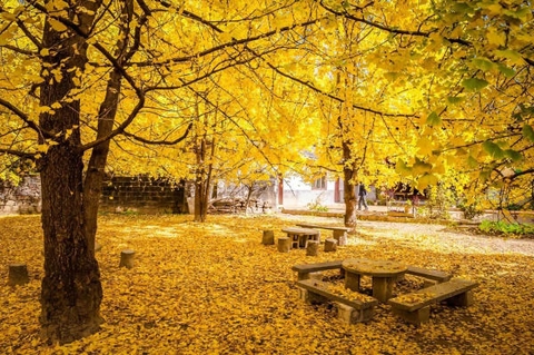 Làng ngân hạnh Đằng Xung – Mùa thu vàng của Vân Nam