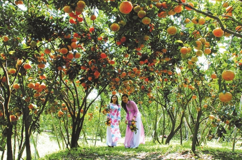 Top 15 miệt vườn miền Tây hái trái cây mỏi tay