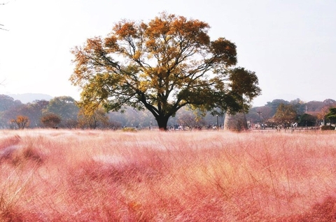 Top 10 điểm du lịch mùa thu Hàn Quốc nổi tiếng được các travel blogger đề cử