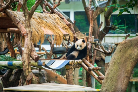 Kinh nghiệm đi Sở thú Trùng Khánh xem gấu trúc chi tiết nhất