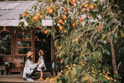 Top 10+ vườn hồng Đà Lạt hút khách mùa hồng chín