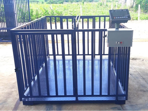 Cân heo điện tử GW 2 tấn 1.5x2m