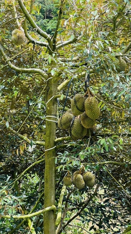 Mua bán đất Bảo Lâm tại xã Tân Lạc