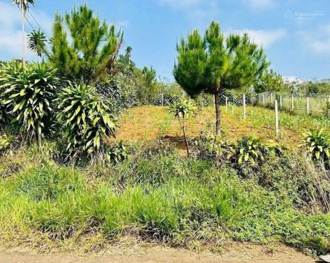 Mua bán đất Di Linh sổ hồng riêng