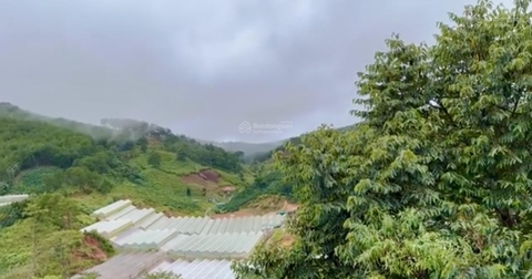 Mua bán đất Đà Lạt tại Măng Lin