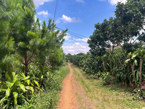 Bán đất Đà Lạt tại đường Lạc Long Quân tại thị trấn Lạc Dương