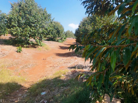 Bán đất nền Lâm Hà tại xã Đan Phượng view săn mây có vườn