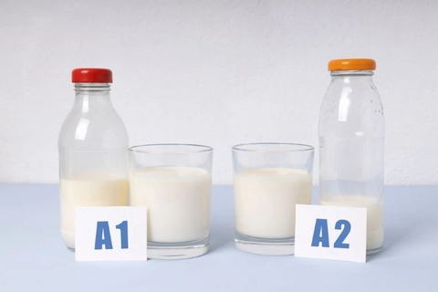 SỮA ĐẠM A1 VÀ A2 KHÁCH NHAU THẾ NÀO? HƯỚNG DẪN CHỌN SỮA CHO BÉ